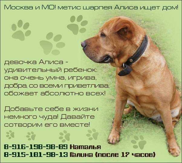 Клички для лабрадора мальчиков и девочек