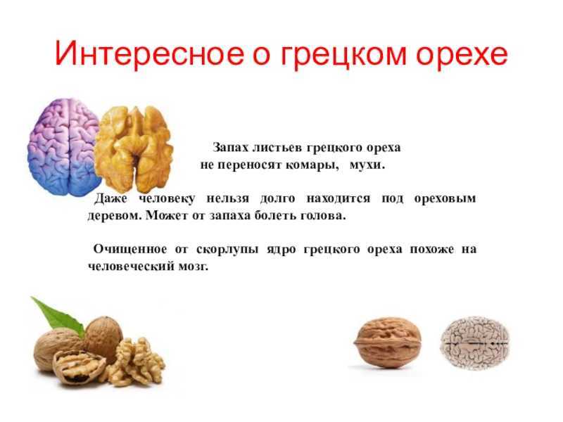 Чем нельзя кормить кошек