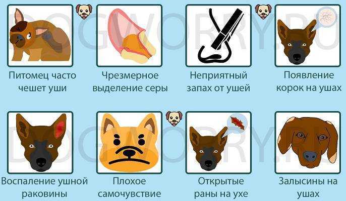 Прививка корь, краснуха, паротит