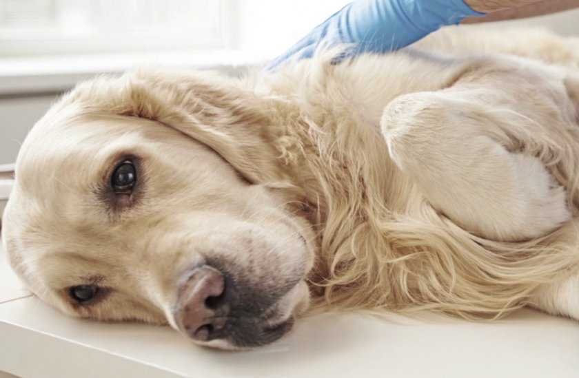 Анемия у собак: лечение, симптомы, причины - zoosecrets