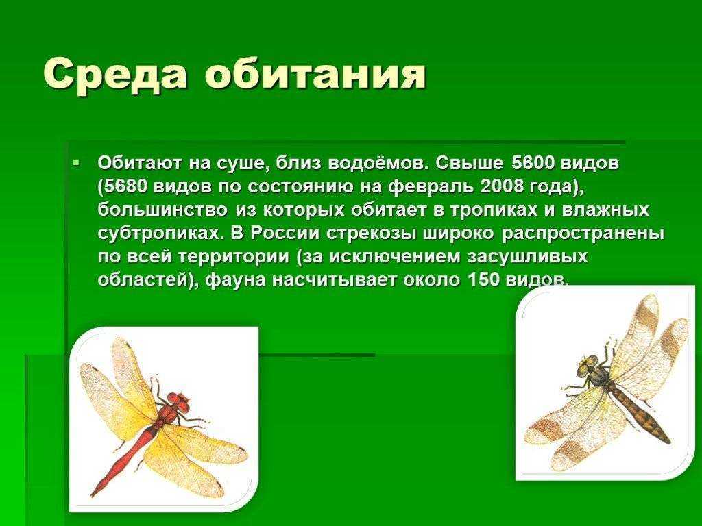 Как вы думаете, какого хищника называют романтическим именем красотка-девушка Если не знаете, то и не догадаетесь Стрекозу Calopteryx virgo, принадлежащую к