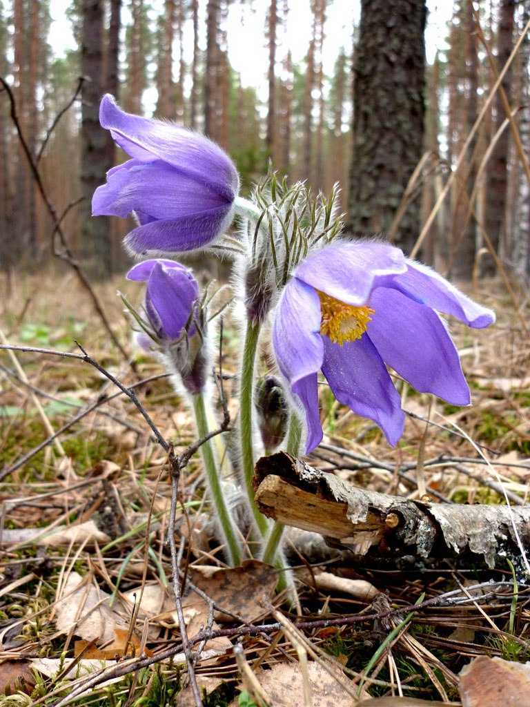 Природа крыма: животные и растения. особенности и разнообразие природы крыма: фото, описание - гид крыма