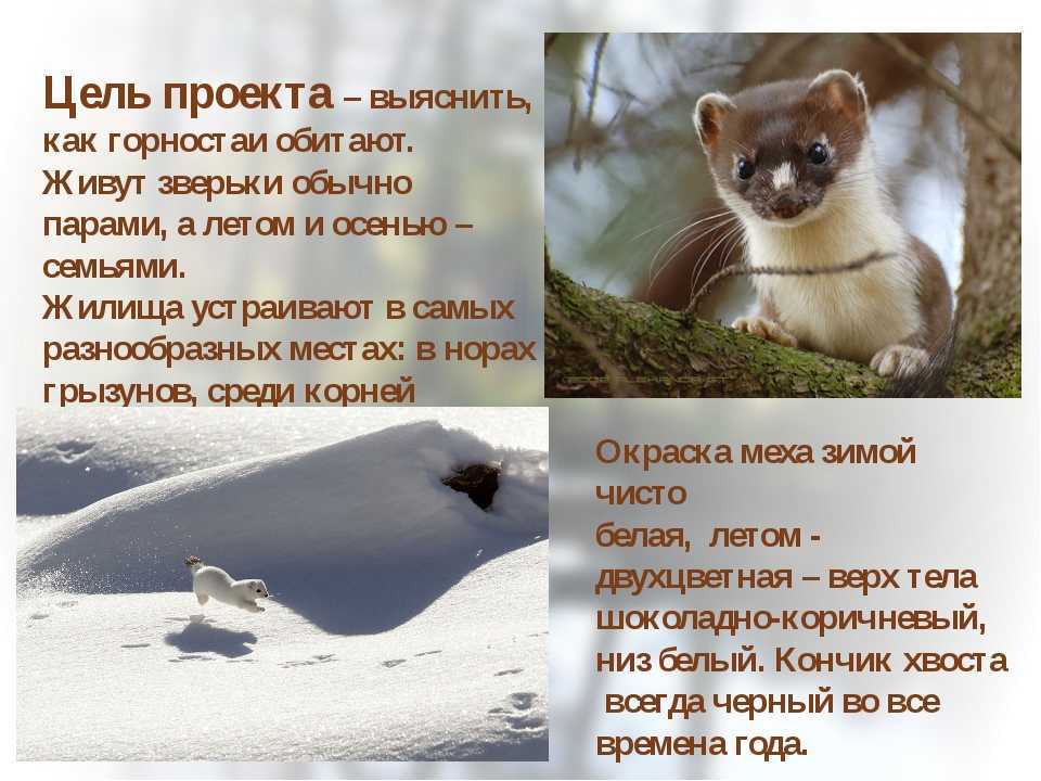 Горностай обыкновенный