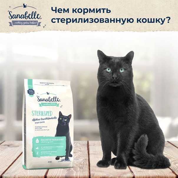 Чем кормить стерилизованную кошку: важные советы
чем кормить стерилизованную кошку: важные советы