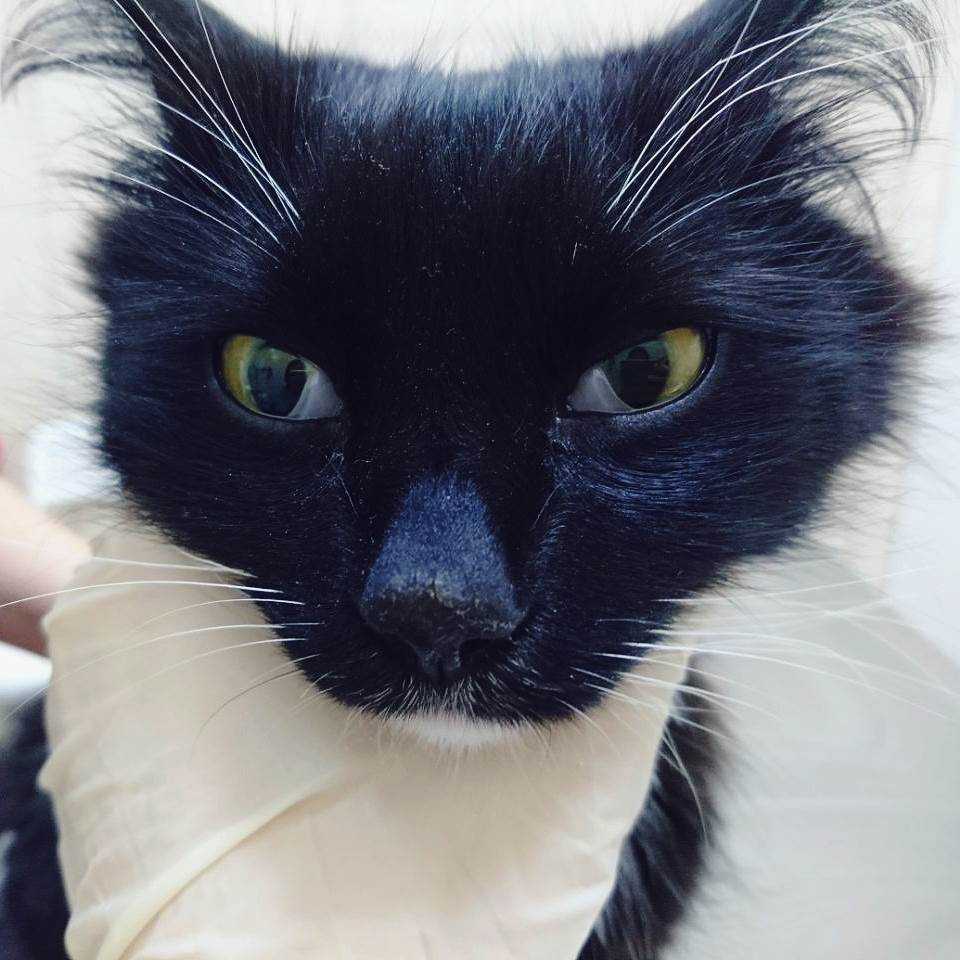 Почему у кошек бывает пленка на глазах, и когда это нужно лечить