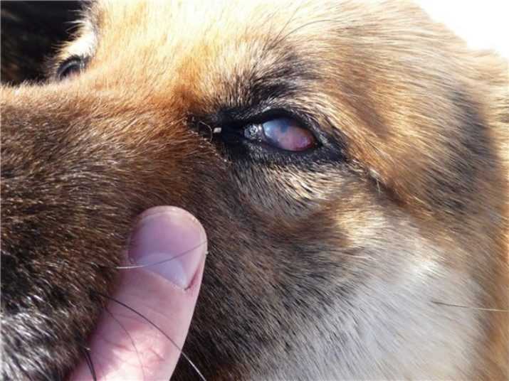 У собаки гноятся глаза: причины, лечение и профилактика