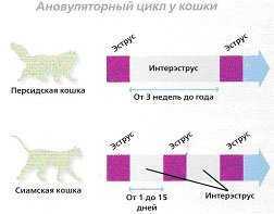 Течка у кошек: сколько длится, как проявляется и что делать