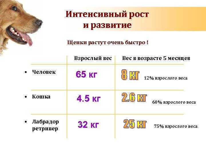 Стандартные размеры немецкой овчарки: вес, рост, таблица размеров
