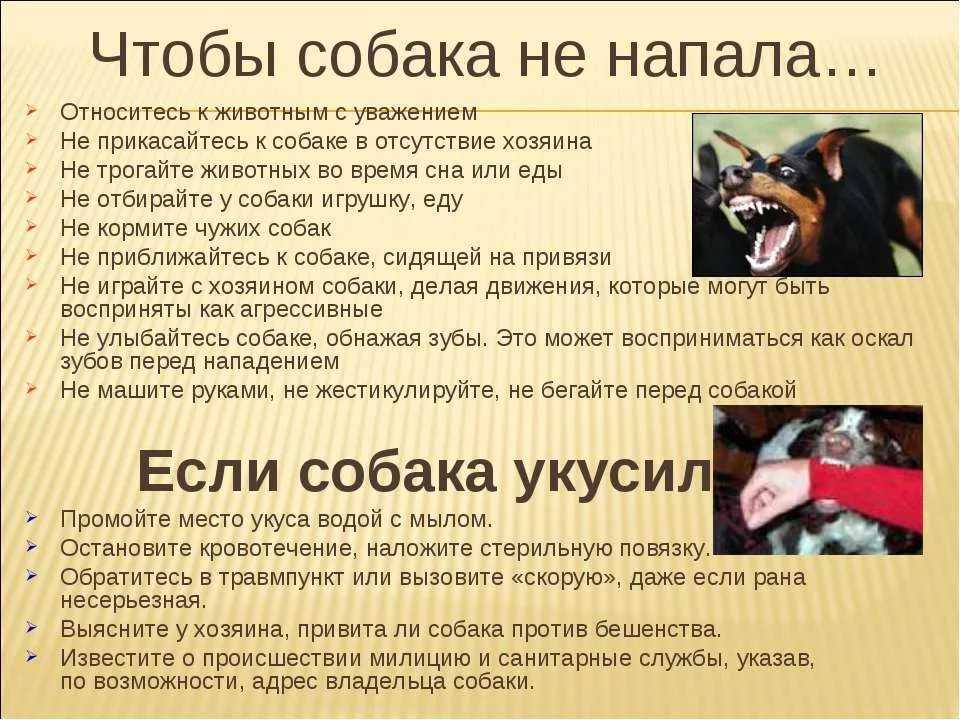 Агрессия питомца на других собак