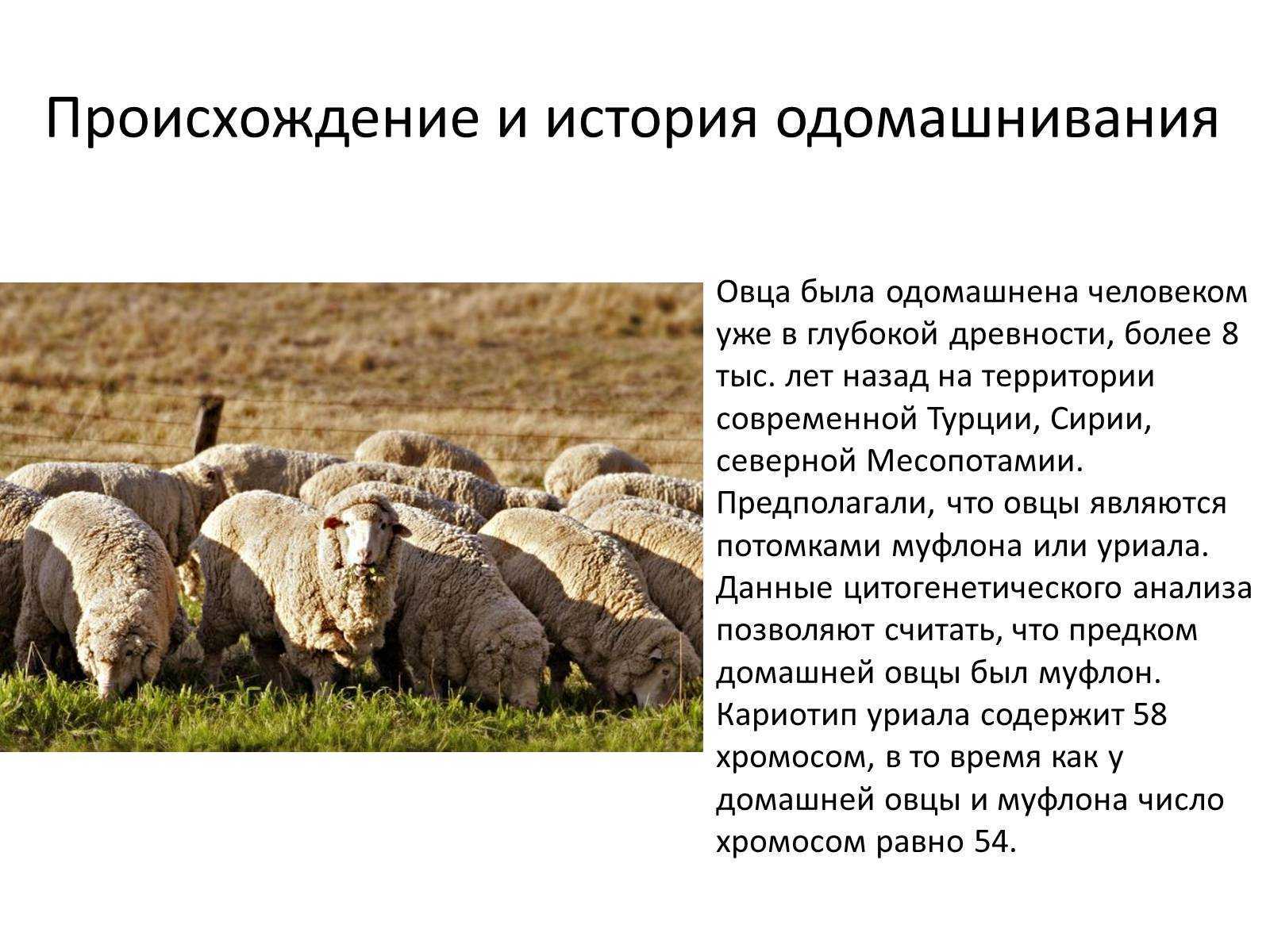 Породы коров: обзор видов и характеристики