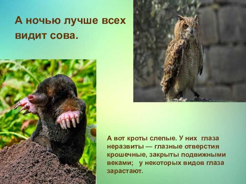Сова - приметы и суеверия о криках птицы ночью