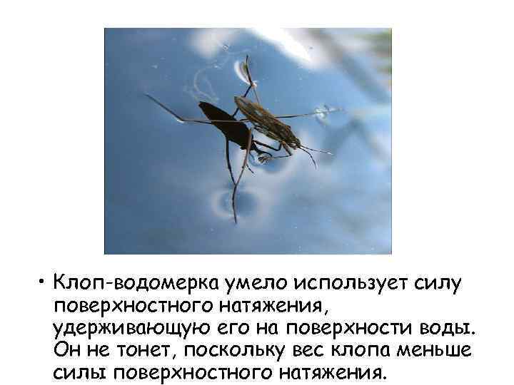 ❶ клоп водомерка. как выглядит насекомое, чем питаются в природе. почему не тонет жук?