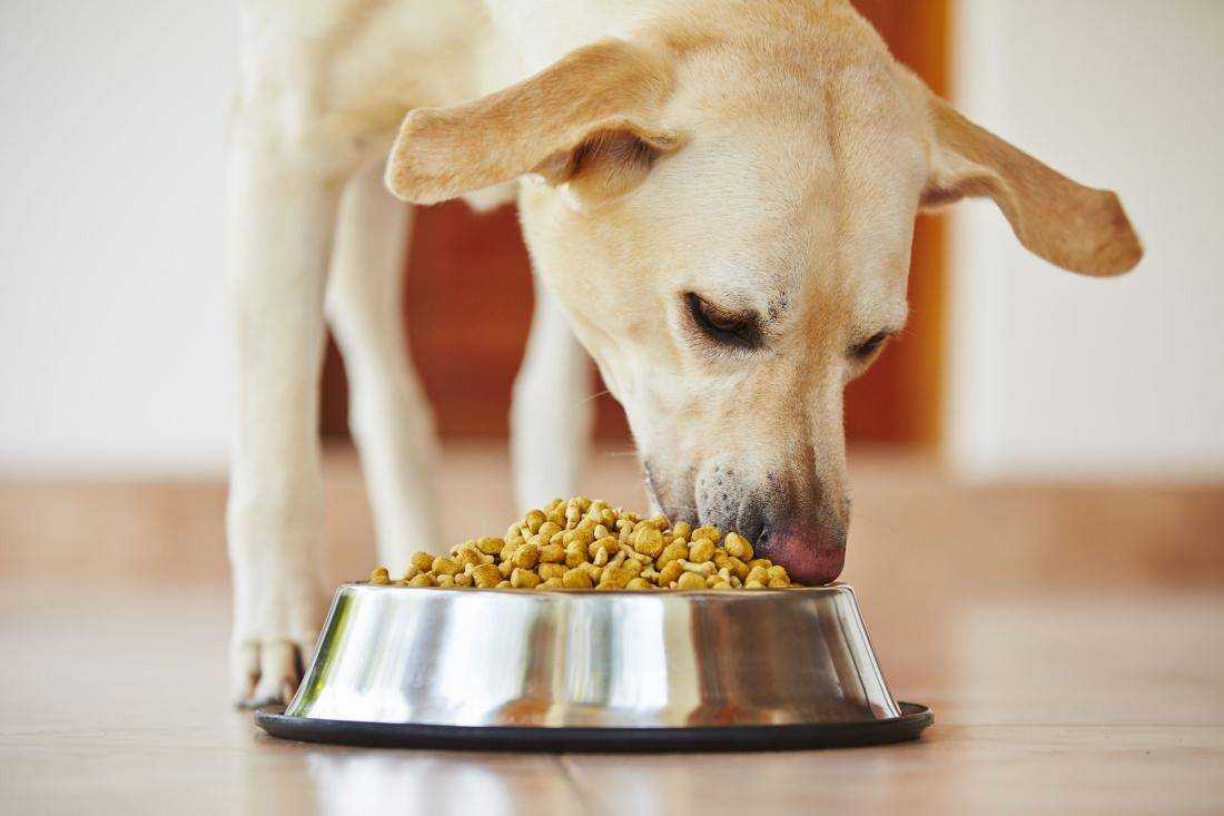 Как повысить аппетит у собаки и причины его отсутствия: физиологические, поведенческие