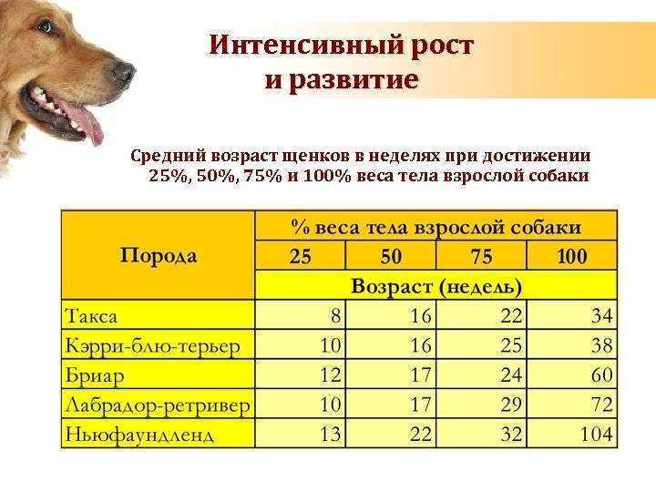 Сколько лет живут чихуахуа - продолжительность жизни собак и как ее увеличить.
