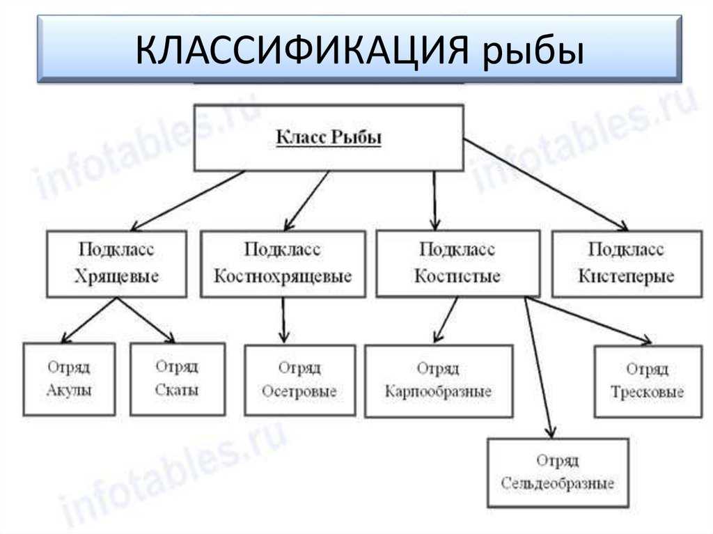 Рыбы - виды, строение, память, внутренние органы, размножение