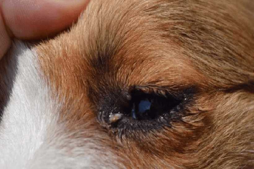 Чем промыть глаза собаке в домашних условиях от гноя | petguru