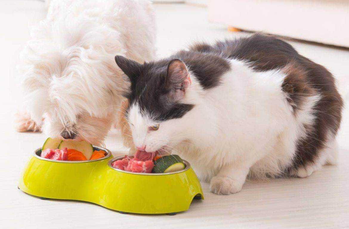 Можно ли кошкам корм для собак и наоборот?