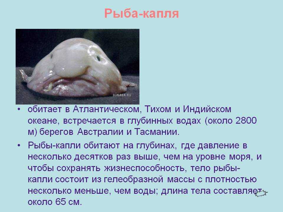 Рыба масляная: описание, виды с фото, правила употребления