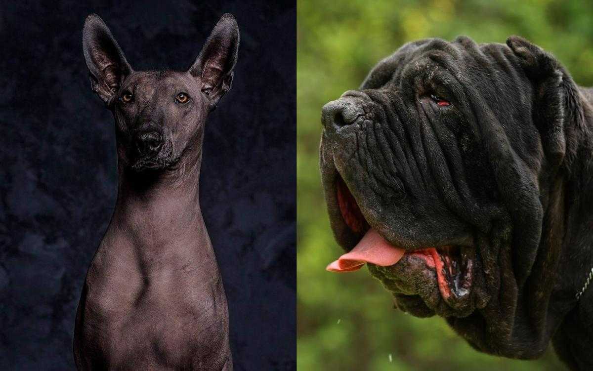 Редкие породы собак с фотографиями и названиями | petguru