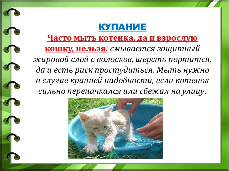 Как ухаживать за кошкой? уход за домашними кошками