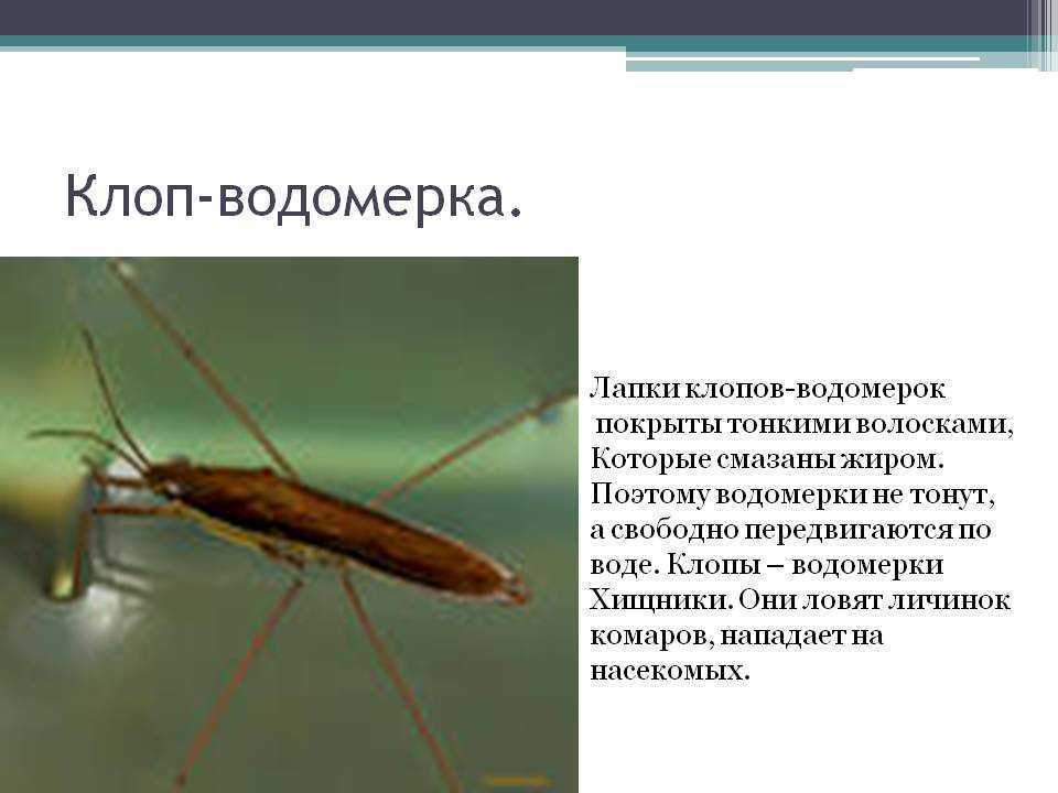 Водомерка насекомое. описание, особенности, виды, образ жизни и среда обитания водомерки. почему не тонет клоп водомерка