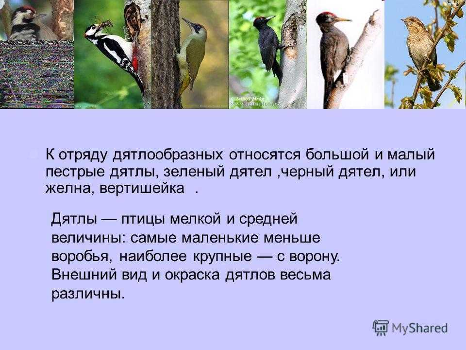 Конспект нод в подготовительной группе «дятел — лесной доктор»