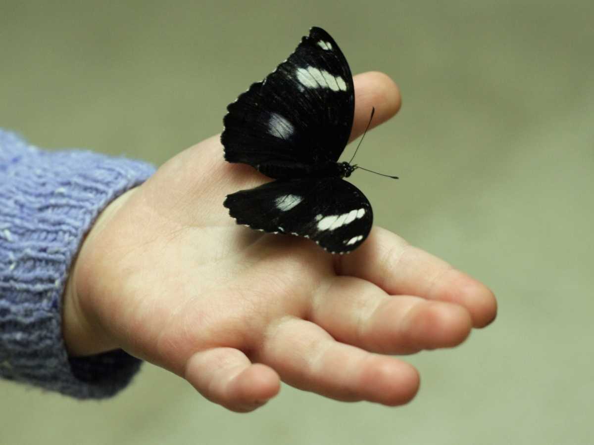 Интересные факты о бабочках для детей. бабочка-лимонница: интересные факты