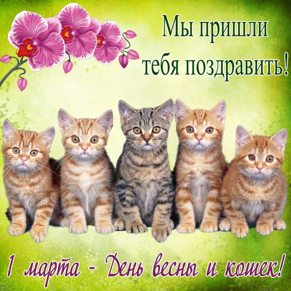 День кошек в россии и мире