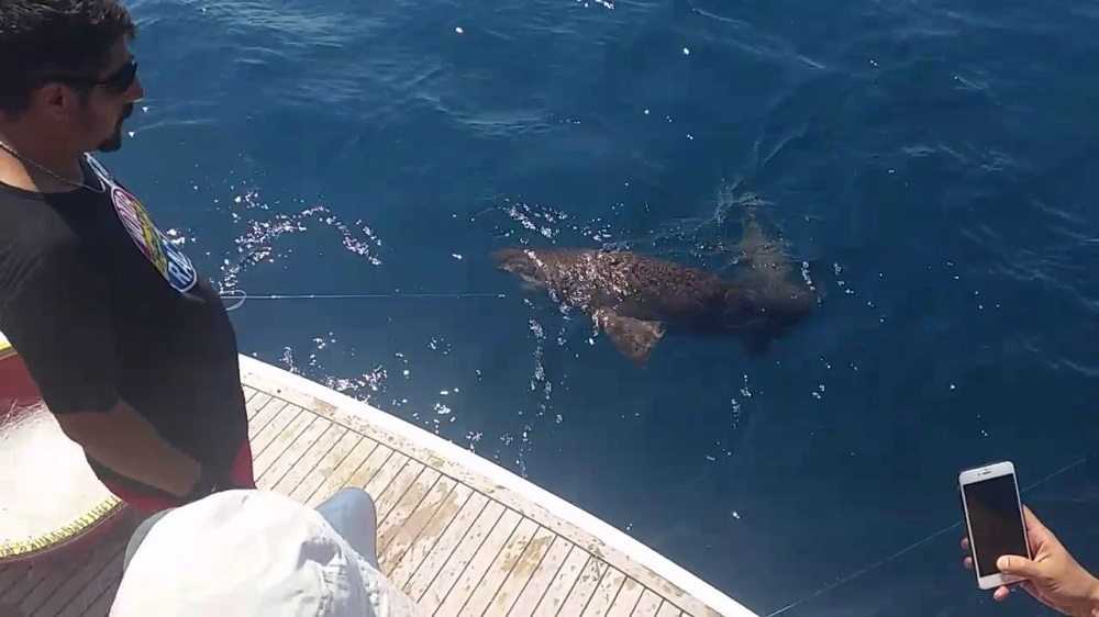 Богатый подводный мир красного моря — фото с названиями рыб