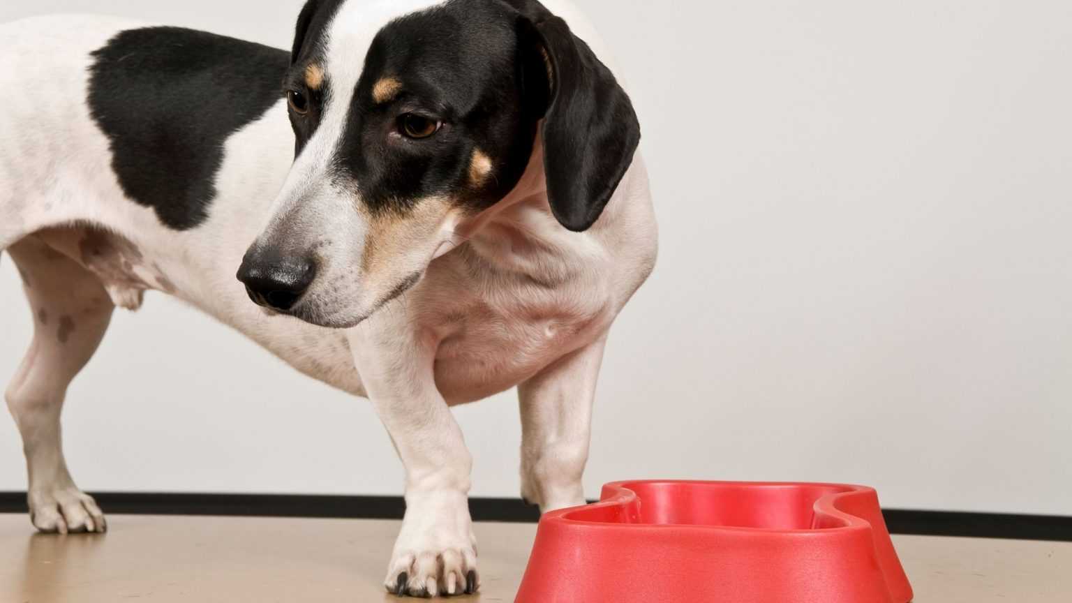 Как повысить аппетит у собаки: причины плохого аппетита, когда нужно волноваться, препараты для улучшения аппетита