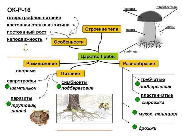 Царство грибов: характеристика, строение, размножение, история