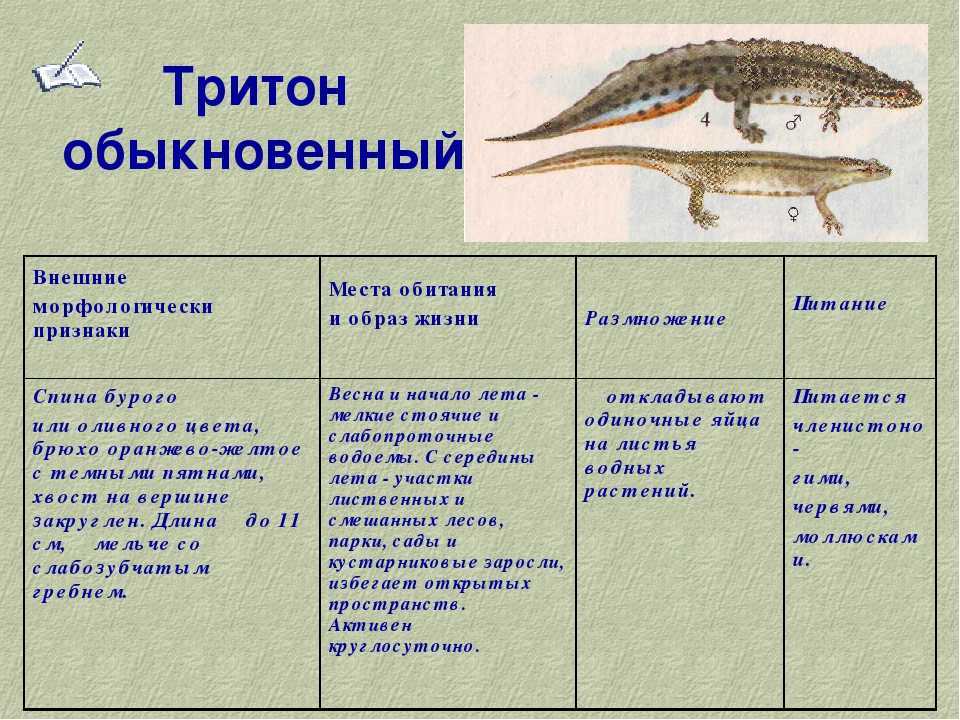 Тритон: описание земноводного животного, интересные факты и фото
