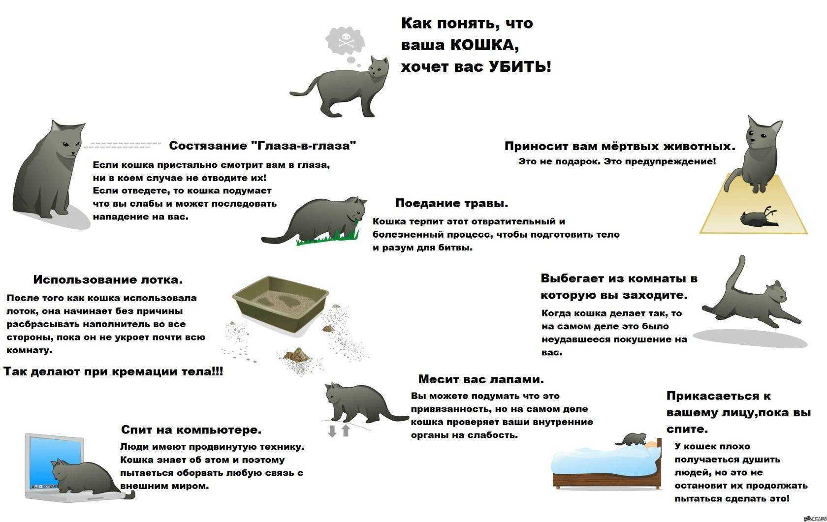 Почему кошка прячет котят: причины переноса в другие места, что делать