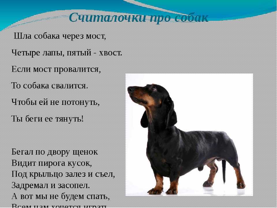 Почему собак называют на определенную букву – как выбирать клички щенкам?