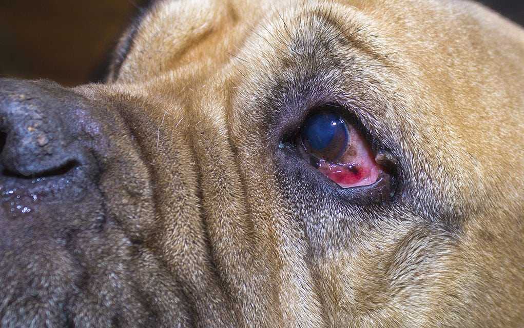 Красные глаза у собаки