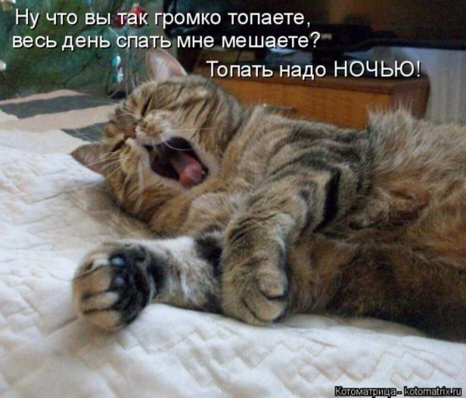 Как приучить кота спать ночами и в утренние часы?