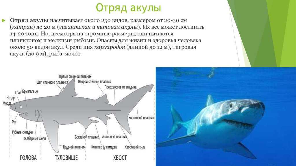 Топ-10 самых опасных акул-убийц на планете