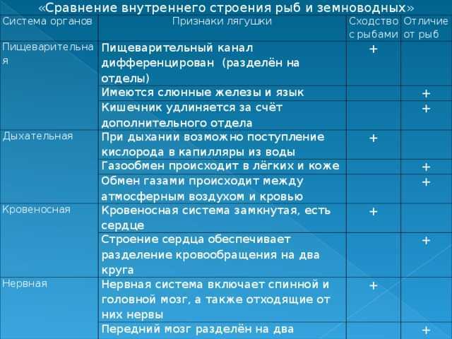 В чем сходство земноводных и рыб Сравнение признаков сходств и различий между рыбами и земноводными Различия классов рыб и земноводных Доклад и сообщение
