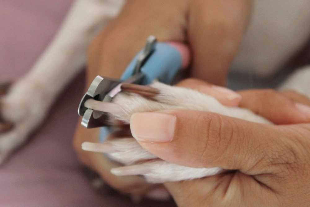 Как подстричь когти собаке