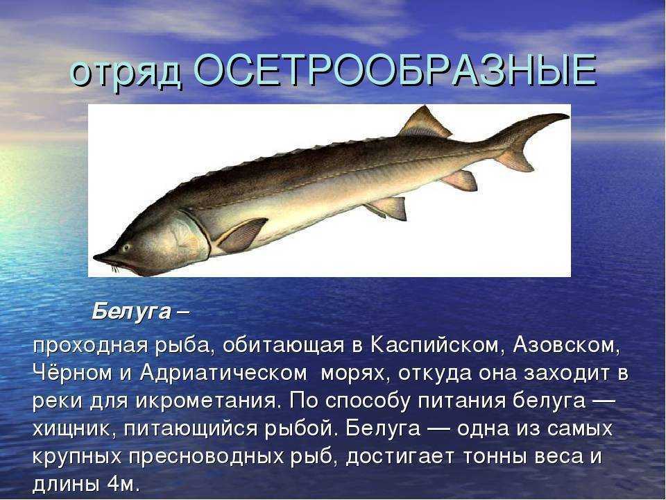 Какой самый большой осетр в мире? представители осетровых рыб.