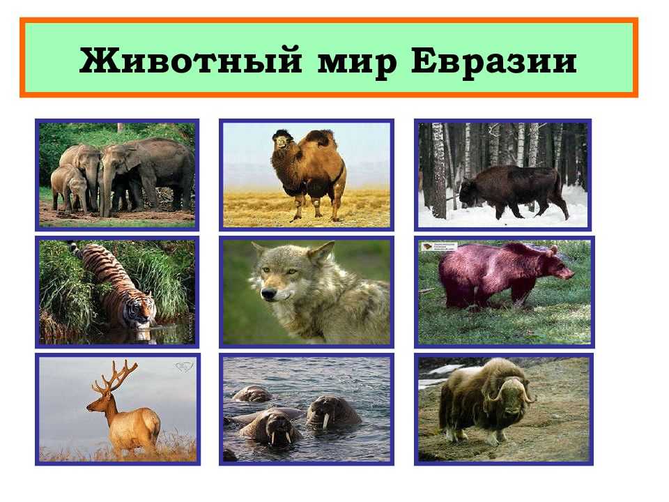 Климат евразии