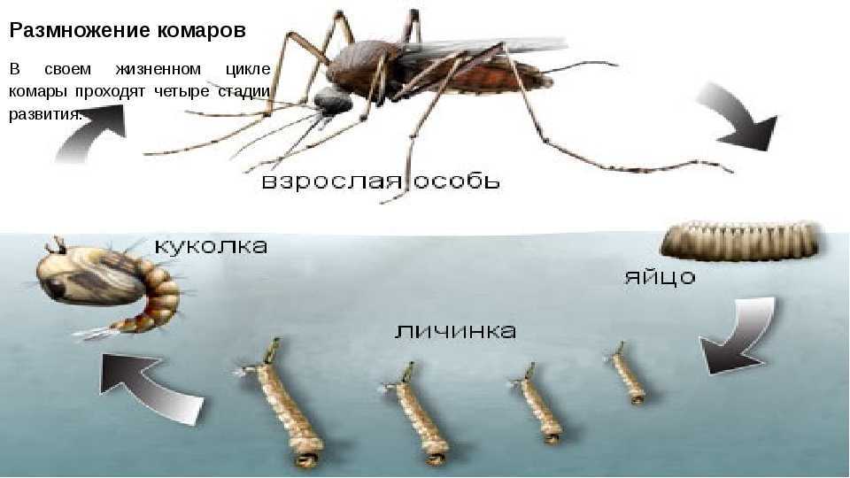 Крупное насекомое, похожее на колибри: описание и фото