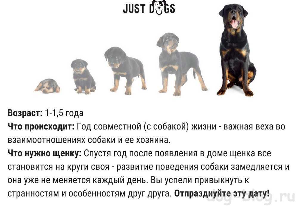 15 самых добрых пород собак для всей семьи