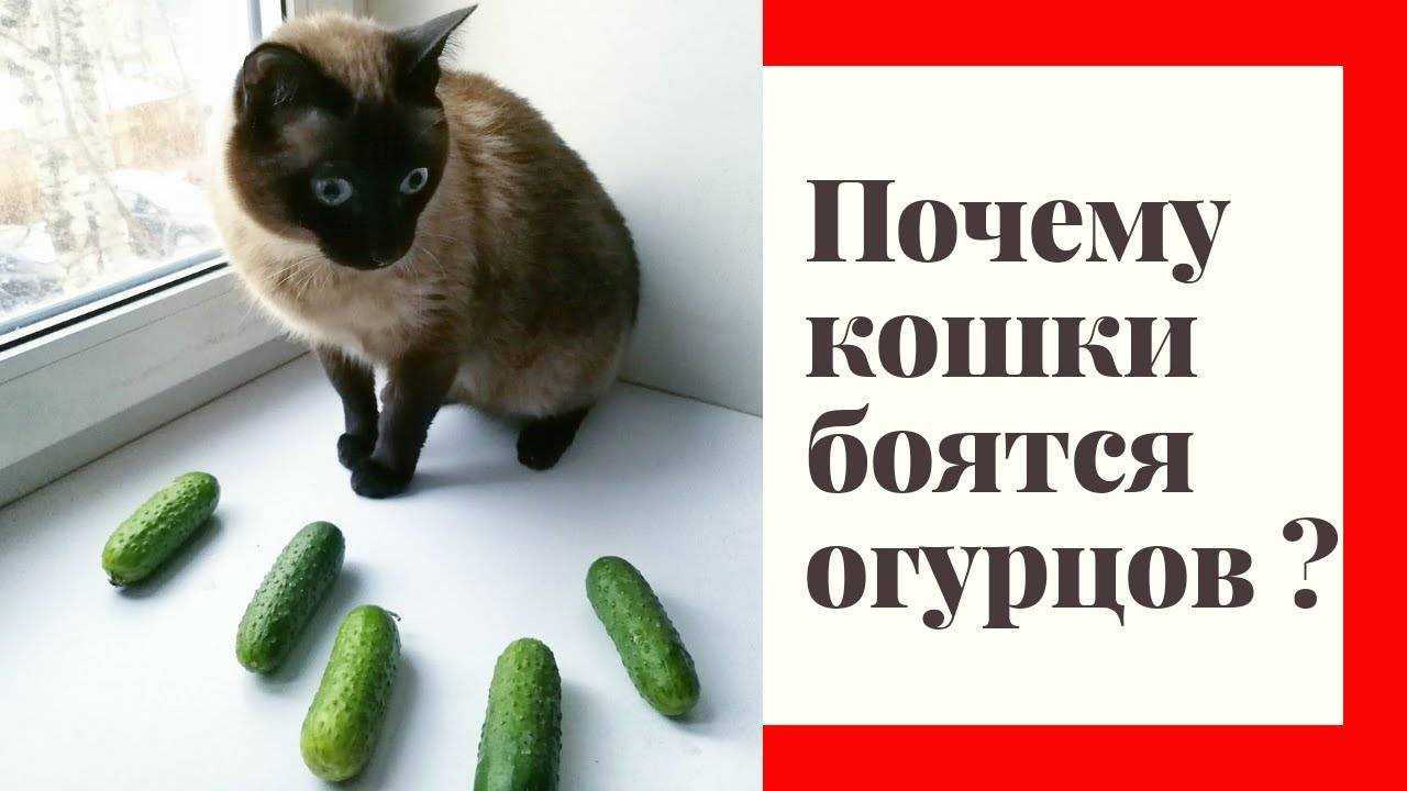 10 гуманных способов, как отвадить котов от грядок