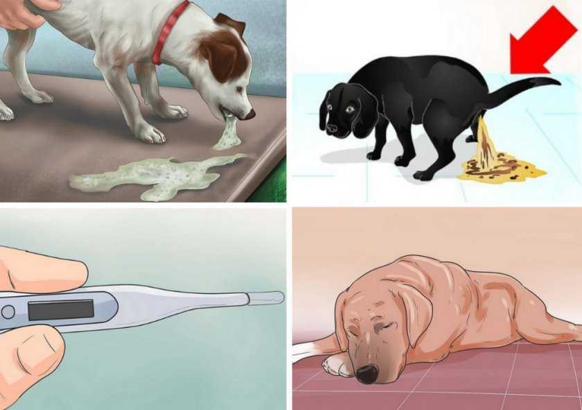 Сильно урчит в животе у собаки: почему, что делать, какие препараты можно дать животному?