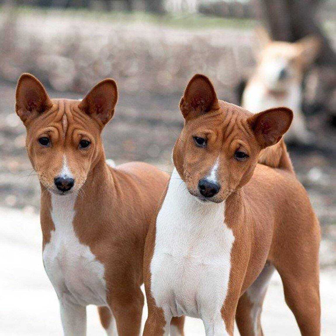 Басенджи: описание породы, фото, характер собаки, выбор щенка и отзывы владельцев