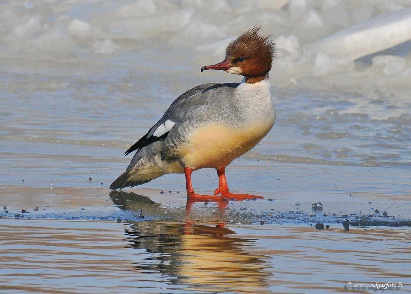 Царство: животные Animalia Тип: хордовые Chordata Класс: птицы Aves Отряд: гусеобразные Anseriformes Семейство: утиные Anatidae Род: крохали