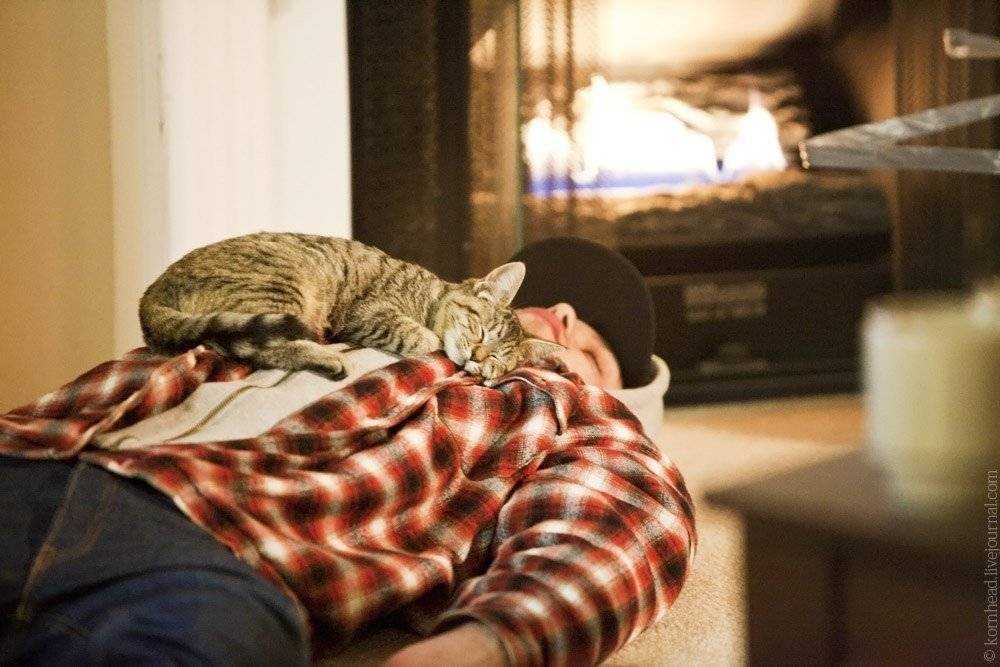 Почему коты любят спать со своими хозяевами?