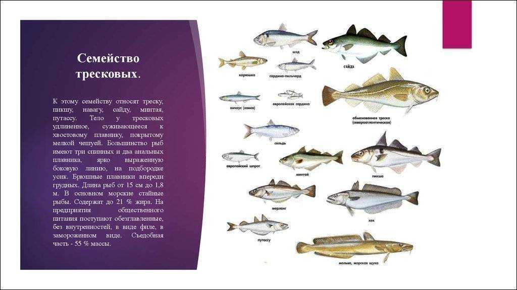 Дешевая рыба тресковых пород. большое семейство тресковых рыб