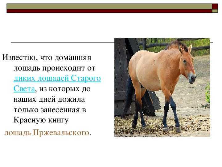 Животные северной америки: распространенные и редкие виды, необычные представители - tarologiay.ru